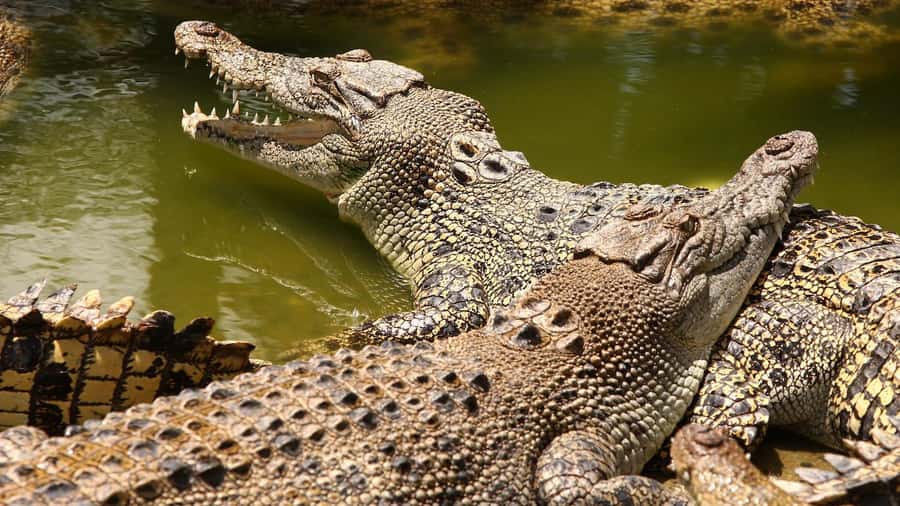 Riambel: South Tour w/ Crocodile Park & Seven Colored Earth - Ganga Talao, Mauritius’ high crater lake