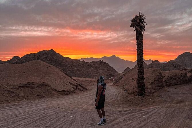 Safari 5 in 1 Quads, Camels, Show, Dinner & Star Gazing in Sharm El Sheikh - Belly dancing, tannura spinning, and fire