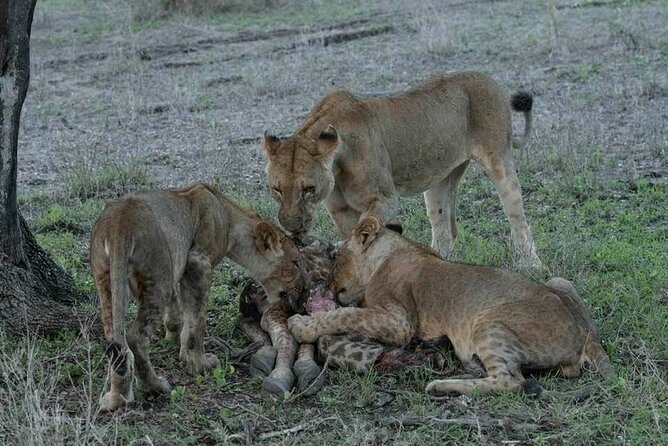 Safari Serengeti And Ngorongoro - Day five: a quiet finish in Karatu