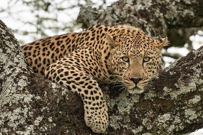 Safari Serengeti And Ngorongoro - Meals, accommodation, and daily comfort