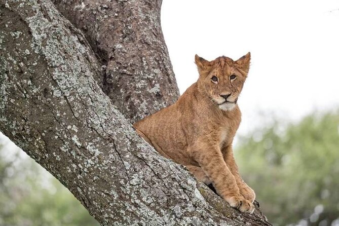 Safari Serengeti And Ngorongoro - What $2,845 per person gets you