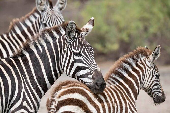 Safari Serengeti And Ngorongoro - Days two and three: crossing the Highlands into Serengeti