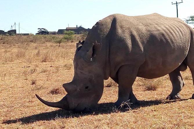 Safari Tour; Nairobi National Park - Who will enjoy this safari most