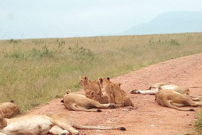 Safari Tour; Nairobi National Park - The early pickup and ride through Nairobi