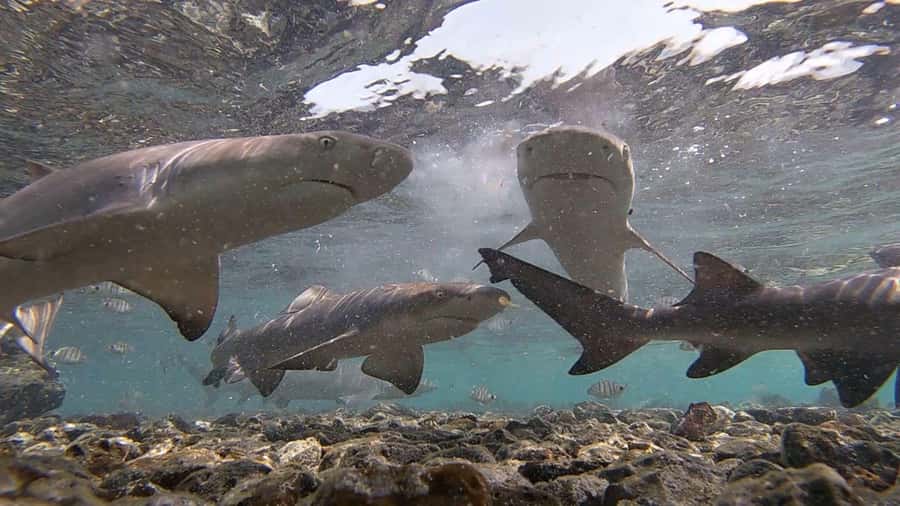 Sal: All-Inclusive Salt Lake, Blue Eye and Shark Bay Tour - Floating at Pedra de Lume’s salt lake