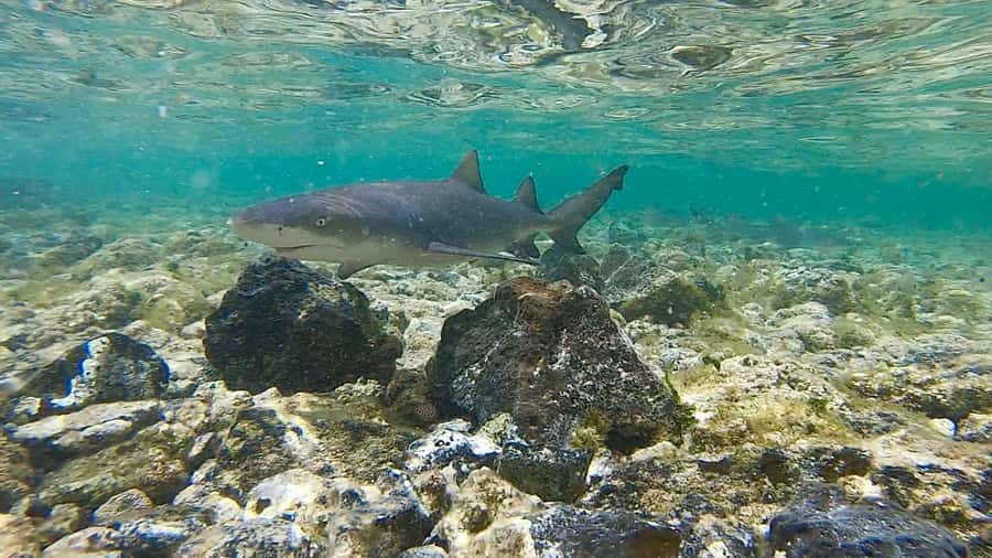 Sal: Island Experience Tour with a Certified Local Guide - Why This Tour Makes Sense on Sal