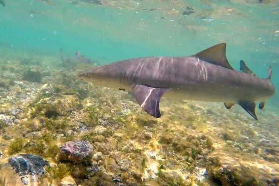 Sal Island: Shark Bay Experience from Santa Maria - Should you book the Shark Bay experience?