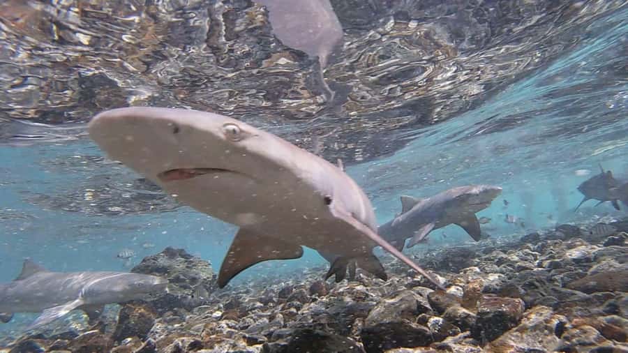 Sal: Salt Lake Tour, Shark Bay and Pedra de Lume Village - Should you book it?