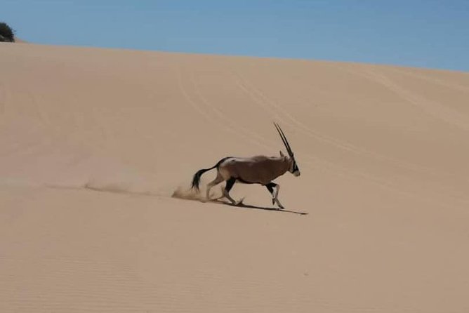 Sandwich Harbour 4x4 guided tours.Join us for an awe inspiring adventure. - From Walvis Bay to the edge of the dunes