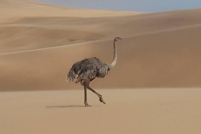 Sandwich Harbour 4x4 guided tours.Join us for an awe inspiring adventure. - Snacks, drinks, and the dune picnic