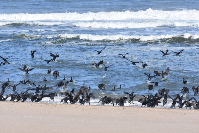 Sandwich Harbour Adventure: Seals and Sandwich harbour dune drive - The dune drive: thrilling, rough, and worth understanding