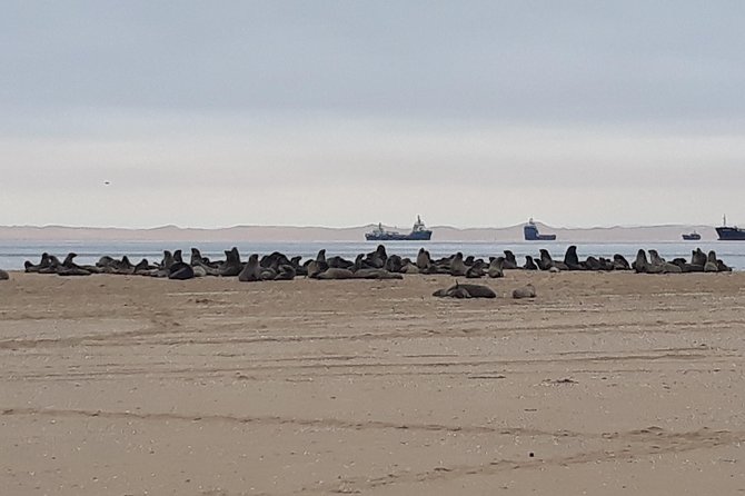 Sandwich Harbour Adventure: Seals and Sandwich harbour dune drive - Guides make the difference