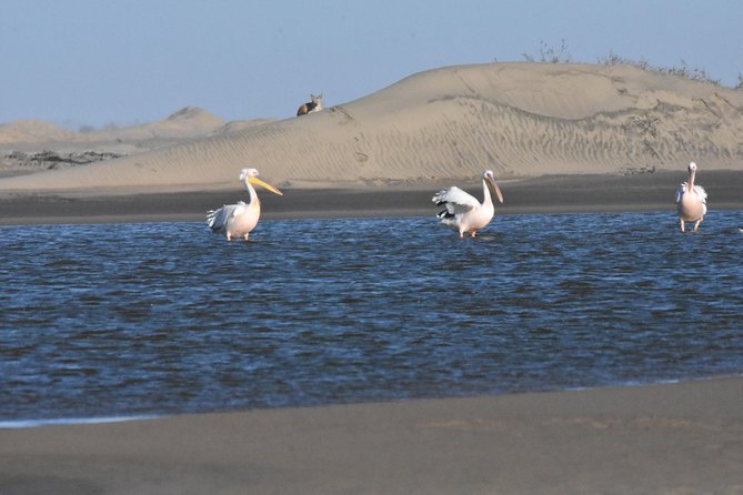 Sandwich Harbour Adventure: Seals and Sandwich harbour dune drive - Pink salt ponds and the road toward Pelican Point
