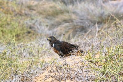 Sandwich Harbour Half-Day 4×4 Tour (5 hours) from Walvis Bay