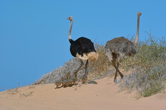 Sandwich Harbour Half-Day 4x4 Tour (5 hours) from Walvis Bay - The sea, dunes, and best photo stops