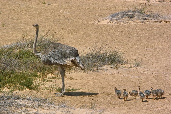 Sandwich Harbour Half-Day 4x4 Tour (5 hours) from Walvis Bay - Wildlife in a place that looks empty