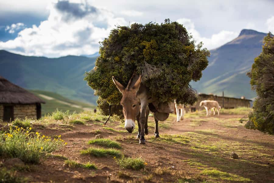 Sani Pass Day Tour from Underberg - Why the Sani Pass road is worth the ride