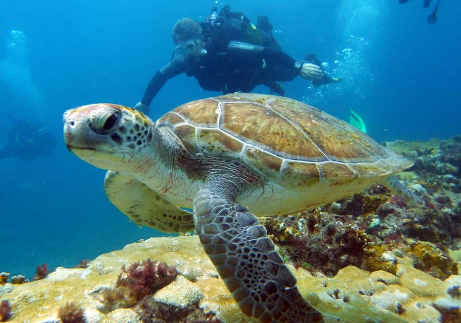 Santa Maria: Discover Scuba Diving - What you may see below Santa Maria