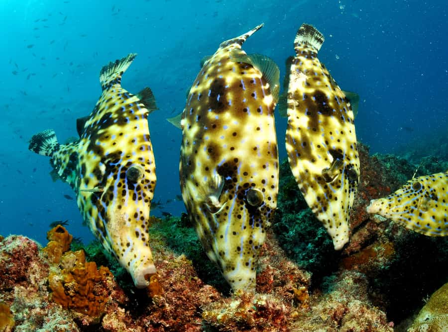Santa Maria: Guided Snorkeling and Reef Tour - Reefs, turtles, and a shallow wreck near Santa Maria