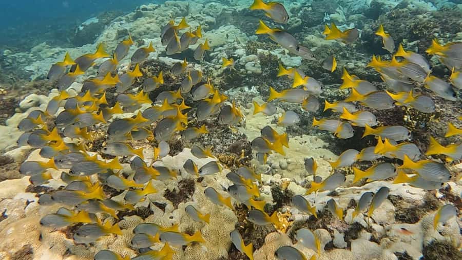 Santa Maria: Guided Snorkeling and Reef Tour - Safety and guide support in open water