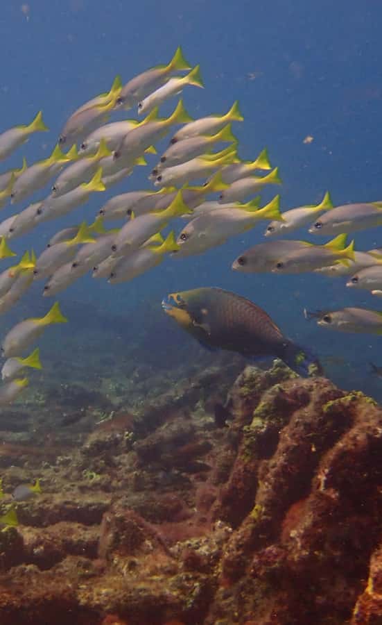 Santa Maria: Guided Snorkeling and Reef Tour - The Zodiac ride to Farol or Santa Maria Bay