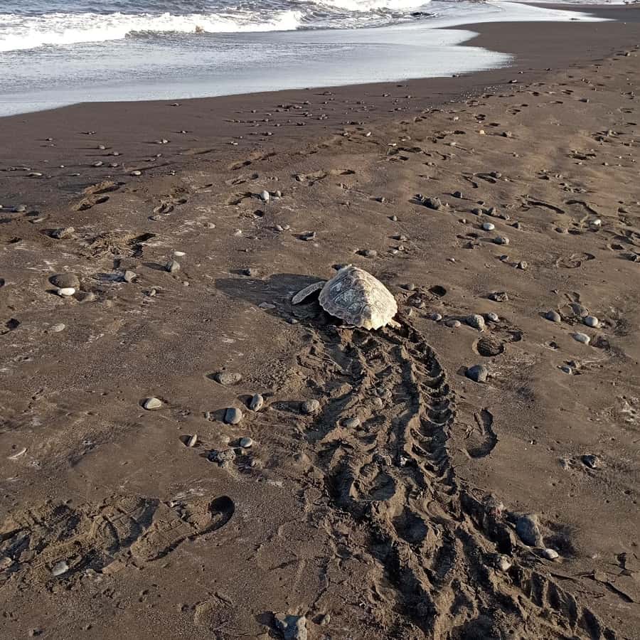 Santa Maria: Sal Island Sea Turtle Watching Experience - Key points before you book