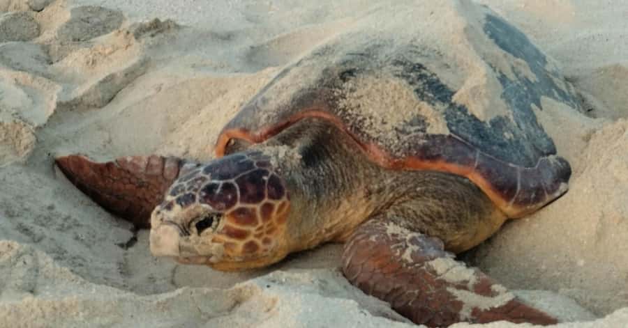 Santa Maria: Sal Island Sea Turtle Watching Experience - Why this night on Sal feels different