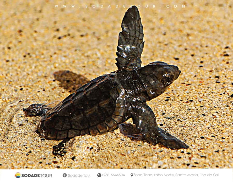 Santa Maria: Sal Island Sea Turtle Watching Experience - Pickup from Santa Maria and the ride to the beach