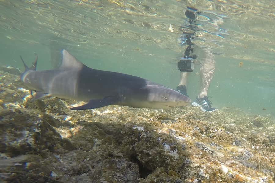 Santa Maria: Salt Mine, Natural Pool, and Shark Bay Tour - Lemon Shark Bay Up Close