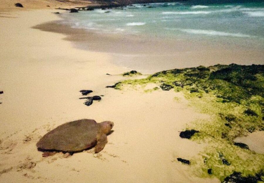 Santa Maria: Sea Turtle Watching Experience on Sal Island - Practical details that affect the night