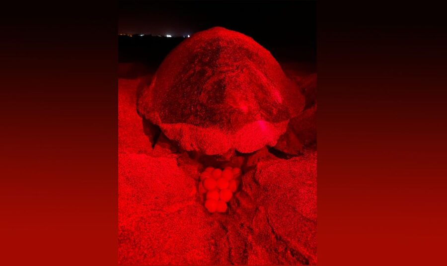 Santa Maria: Sea Turtle Watching Experience on Sal Island - Why Sal is such an important turtle-watching destination