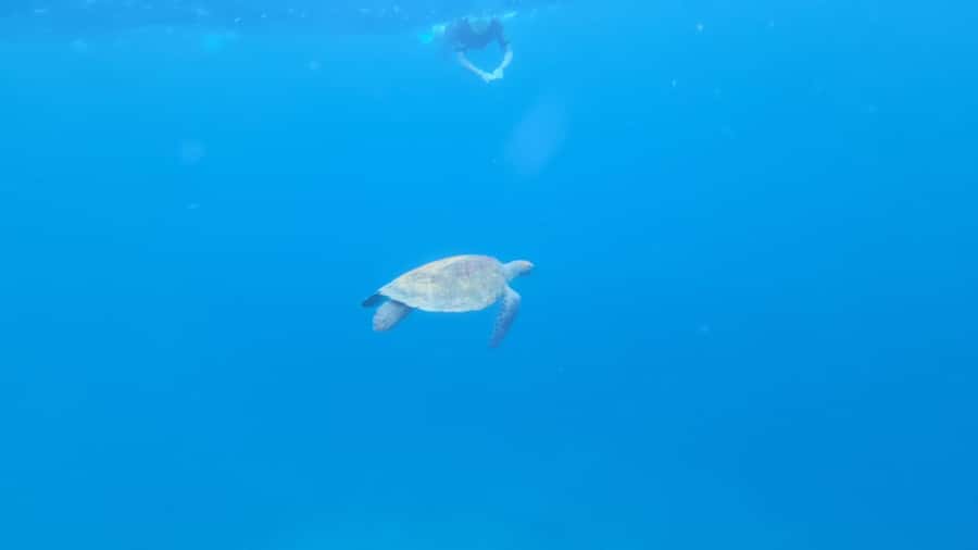 Santa Maria: Snorkeling Boat Tour - What this two-hour Santa Maria trip is really like