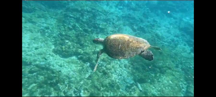 Santa Maria: Snorkeling Boat Tour - Reef fish, turtles, and the value of a local guide