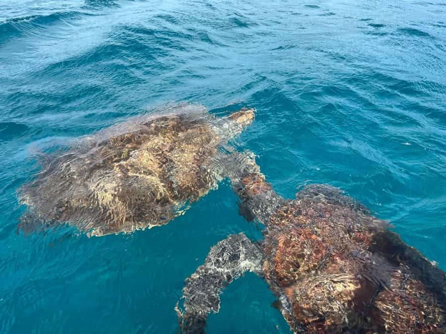 São Vicente: Snorkel with Sea Turtles Adventure - A simple briefing for first-time snorkelers