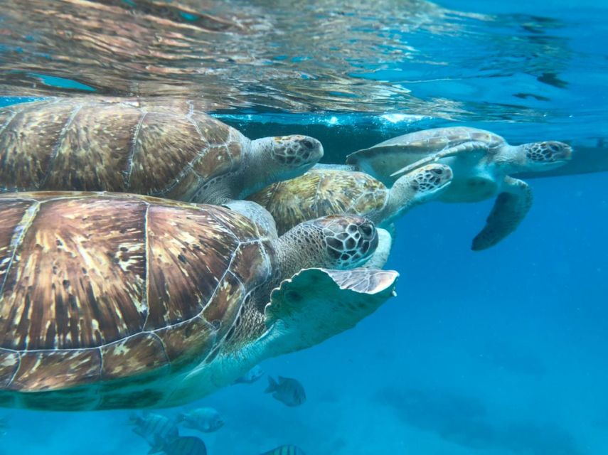 São Vicente: Snorkel with Sea Turtles Adventure - Is $70 good value?