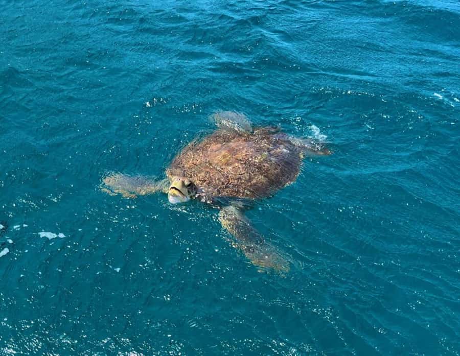 São Vicente: Snorkel with Sea Turtles Adventure - From your hotel or port to the water