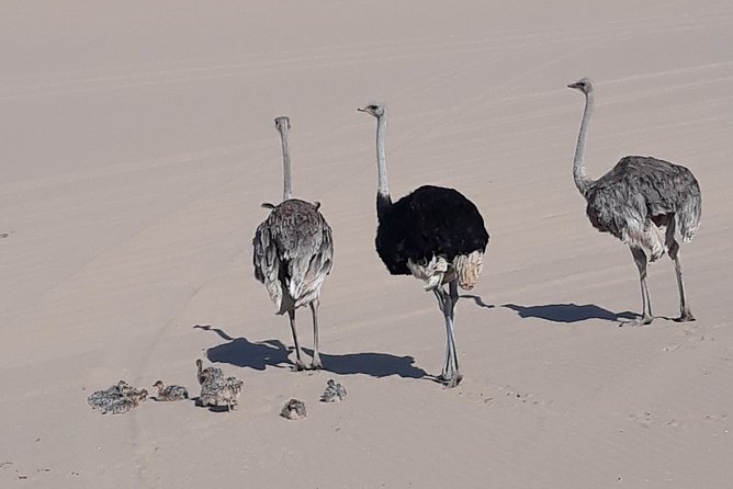 Scenic Sandwich Harbour Tour - Passing Africa’s enormous salt works