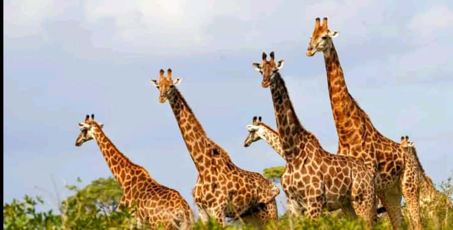 Schotia Safaris: Best Wildlife Encounters in Port Elizabeth - Wildlife viewing is exciting, but it is not a guarantee