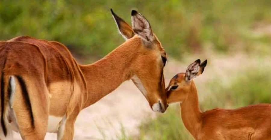 Schotia Safaris: Best Wildlife Encounters in Port Elizabeth - The open vehicle and the rough-road tradeoff