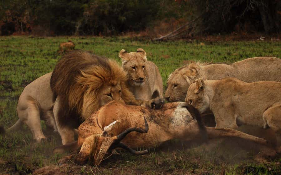 Schotia Safaris: Best Wildlife Encounters in Port Elizabeth - A snack stop in the reserve