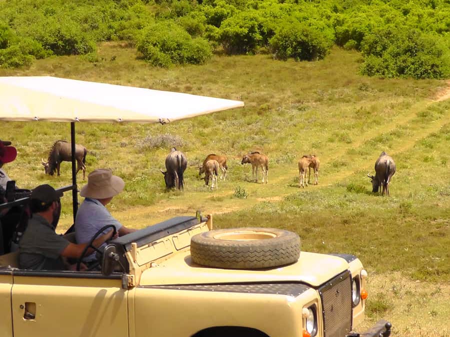 Schotia Safaris: Best Wildlife Encounters in Port Elizabeth - Booking tips for a smoother day