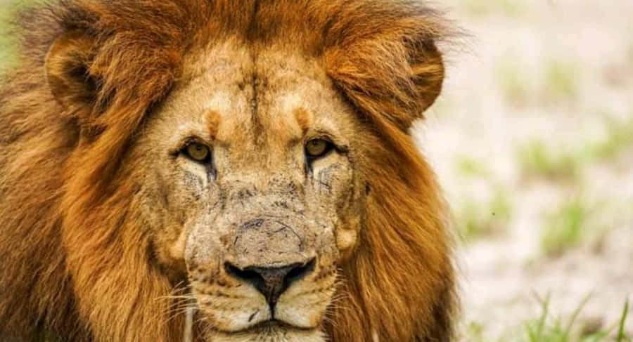 Schotia Safaris: Best Wildlife Encounters in Port Elizabeth - Should you book Schotia Safaris?