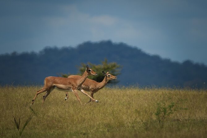 Selous Luxury Day Safari with Photographer - The 6:00 a.m. start from Zanzibar