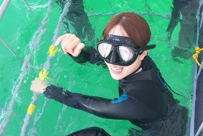 Shark Cage Diving - Shark welfare and the no-chum approach