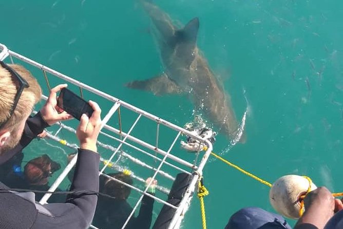 Shark Cage Diving - The weather can make or break it