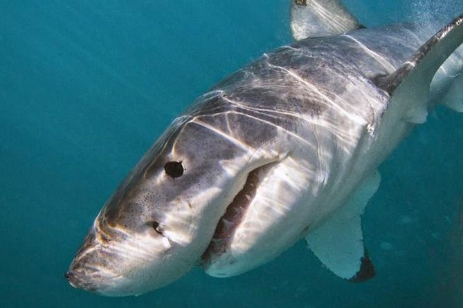 Shark Cage Diving - Adventure Meets Conservation! - Starting early at the Gansbaai crew house