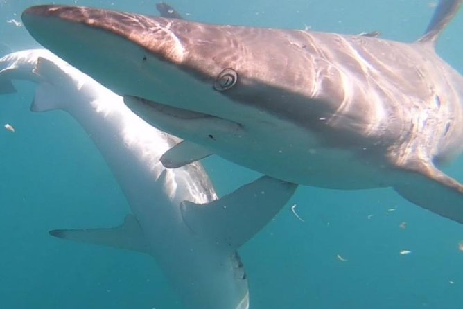 Shark Cage Diving - Adventure Meets Conservation! - Breakfast, lunch, and the return to shore