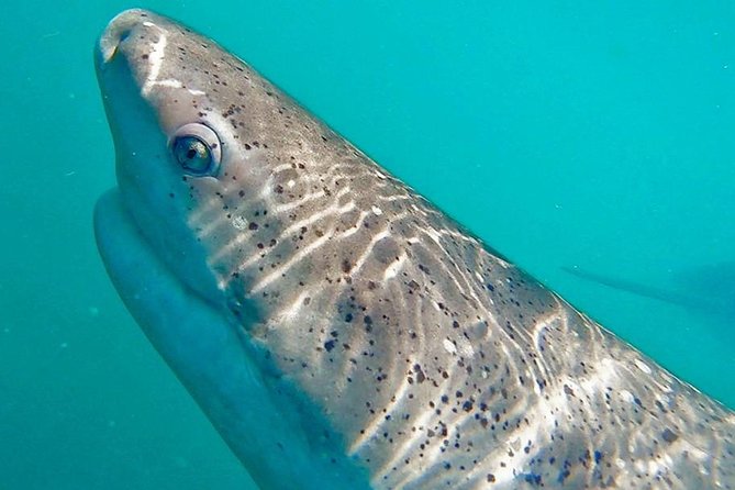 Shark Cage Diving - Adventure Meets Conservation! - Cost, group size, and overall value