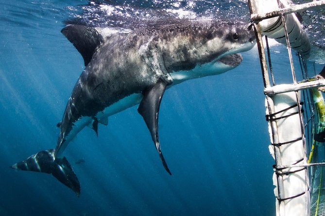 Shark Cage Diving - Adventure Meets Conservation! - A 20-minute boat ride to the shark site