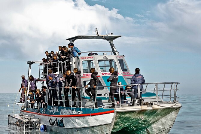 Shark Cage Diving and Viewing with transport from Cape Town - What the cage experience is really like